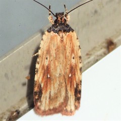 Agonopterix atrodorsella