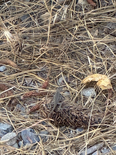 iNaturalist observation photo of Spiny Lizards
