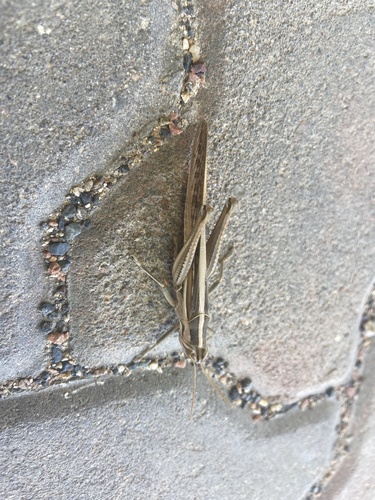 Spur-throated Locust