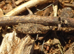 Chrotogonus hemipterus