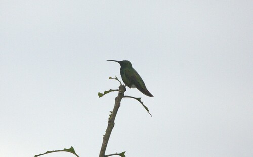 Veraguan Mango (Anthracothorax veraguensis), photo 2