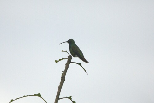 Veraguan Mango (Anthracothorax veraguensis), photo 3