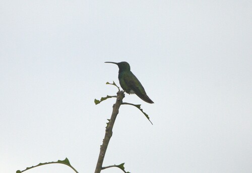 Veraguan Mango (Anthracothorax veraguensis), photo 8