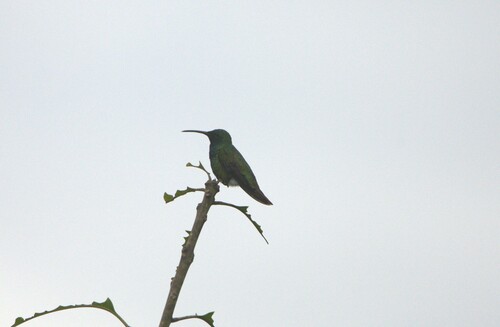 Veraguan Mango (Anthracothorax veraguensis), photo 9