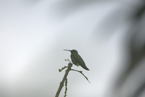 Veraguan Mango (Anthracothorax veraguensis), photo 10