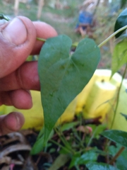 Ipomoea indivisa