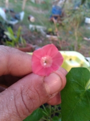 Ipomoea indivisa