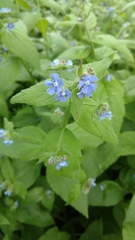 Pentaglottis sempervirens