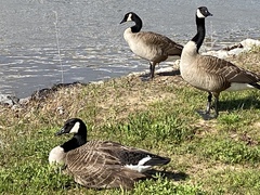Branta canadensis