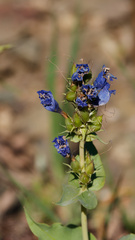 Penstemon cyananthus, photograph (c) Daughter Dad, some rights reserved (CC BY)