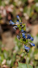 Penstemon cyananthus, photograph (c) Daughter Dad, some rights reserved (CC BY)