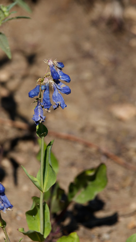 Penstemon cyananthus