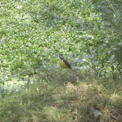 Pitangus sulphuratus