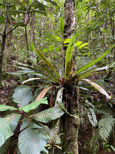 Asplenium amboinense observed 2026-07-25
