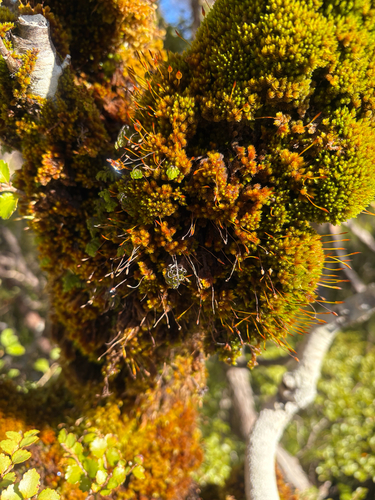 Macromitrium longipes observed 2026-08-02