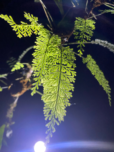 Asplenium bipinnatifidum observed 2026-07-17