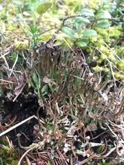 Cladonia macroceras
