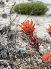 Castilleja latifolia, photograph author not stated, no rights reserved