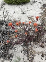 author not stated, no rights reserved Castilleja latifolia, photograph author not stated, no rights reserved