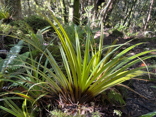 Astelia microsperma observed 2026-08-02