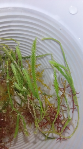 Feather Caulerpa