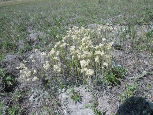 Antennaria microphylla observed 2026-07-19