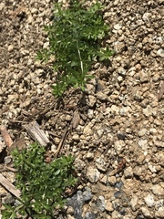 Galium andrewsii