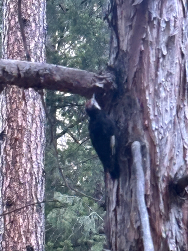 iNaturalist observation photo of White-headed Woodpecker