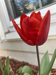 Tulipa