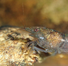 Caridina serrata