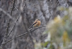 Ochthoeca fumicolor
