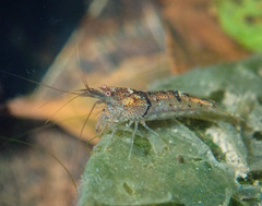 Caridina serrata