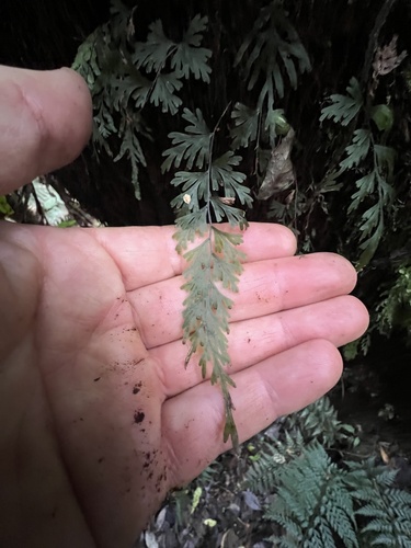 shiny filmy-fern