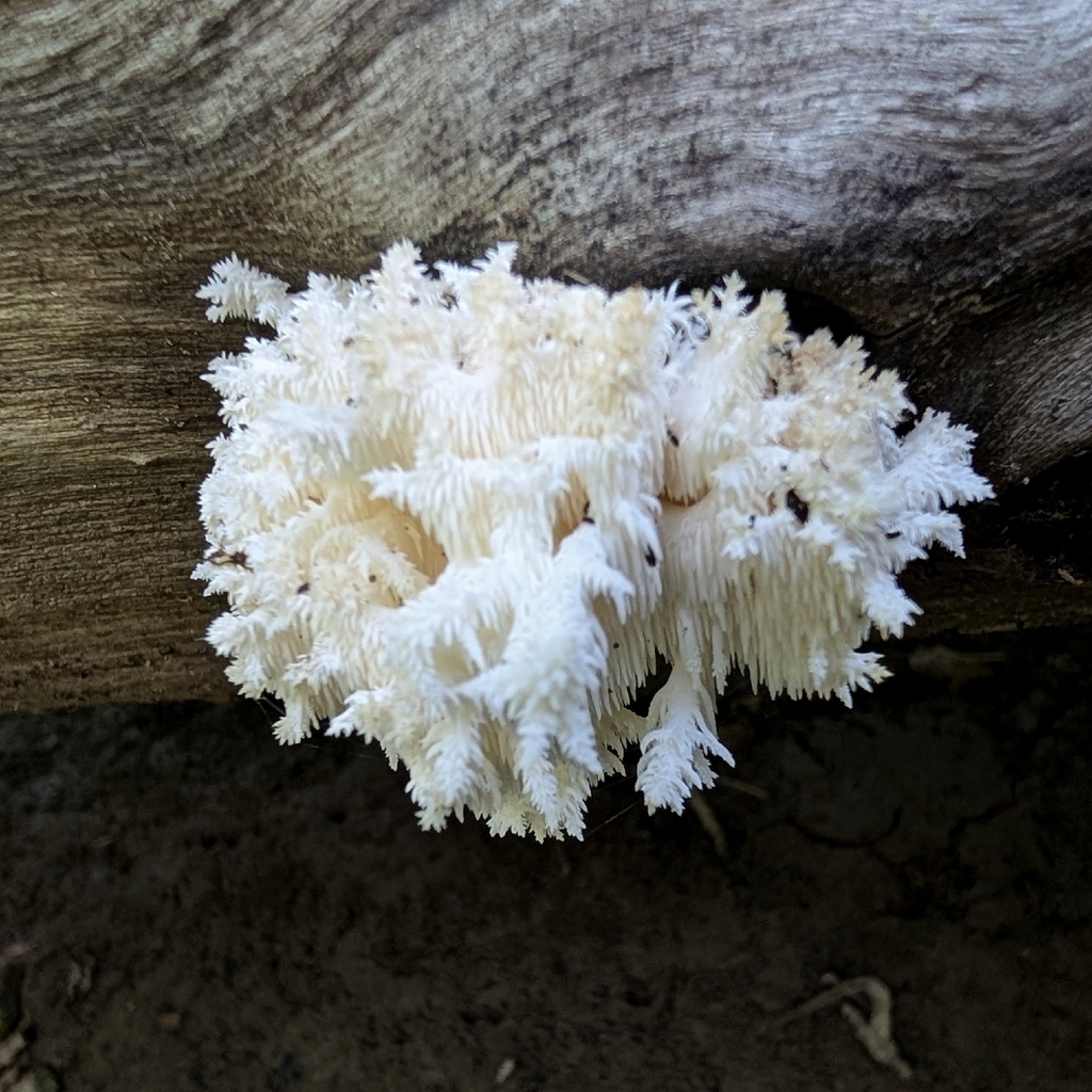 Coral tooth fungus · August 2026 · photo: Photo: (c) Megan Dark, some rights reserved (CC BY) · iNaturalist