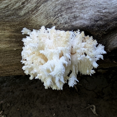 Coral tooth fungus