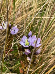 Gentianella corymbosa