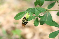 Baptisia nuttalliana