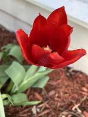 Tulipa