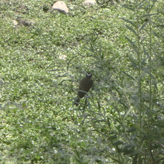 Pitangus sulphuratus