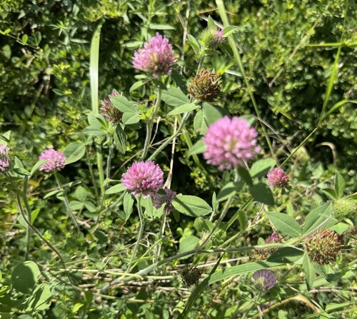 Red Clover