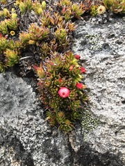 Disterigma empetrifolium