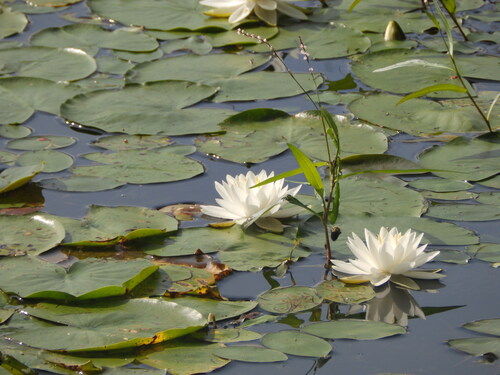 Nymphaea odorata