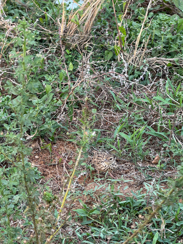 Jerdon's Bushlark