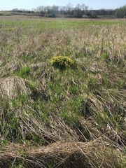Lithospermum caroliniense