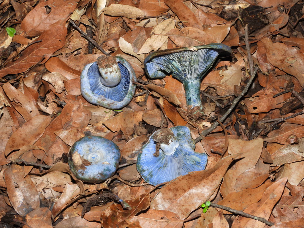indigo milk cap · August 2026 · photo: Photo: (c) Ricardo Betancourt Sánchez, some rights reserved (CC BY) · iNaturalist