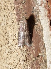 Euzophera ostricolorella