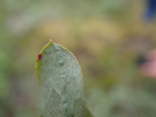 Vaccinium deliciosum, photograph 3