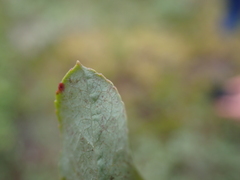 Vaccinium deliciosum, photograph author not stated, no rights reserved