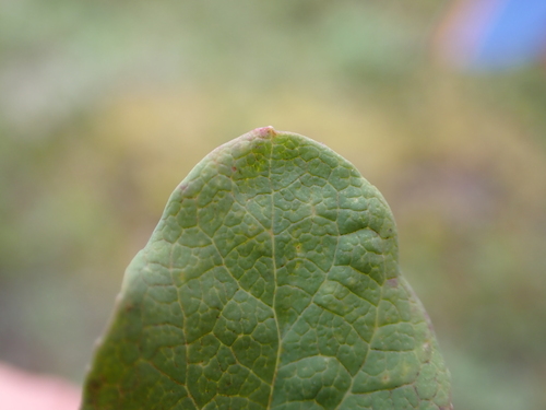 Vaccinium deliciosum, photograph 2
