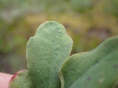 Vaccinium deliciosum, photograph author not stated, no rights reserved